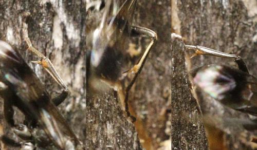 Dipogon subintermedius